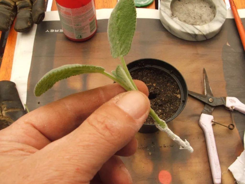 学会这种植物扦插的方法, 路边剪一段枝条插在土壤中就能变盆栽