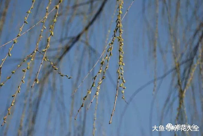 给花喝口神仙水, 3天生出大白根, 1个月挤爆盆!