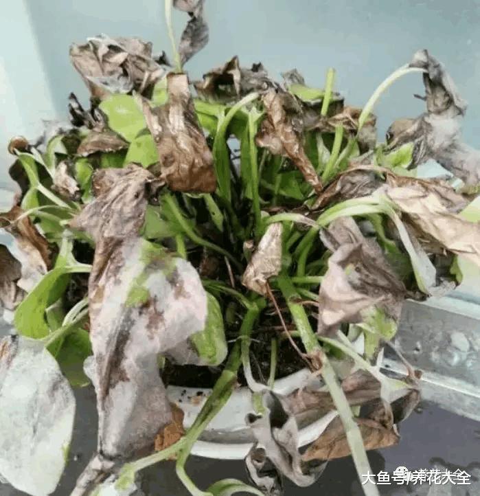 你家的花黄叶萎蔫? 1刀剪秃了, 越长越旺, 分分钟爆盆!