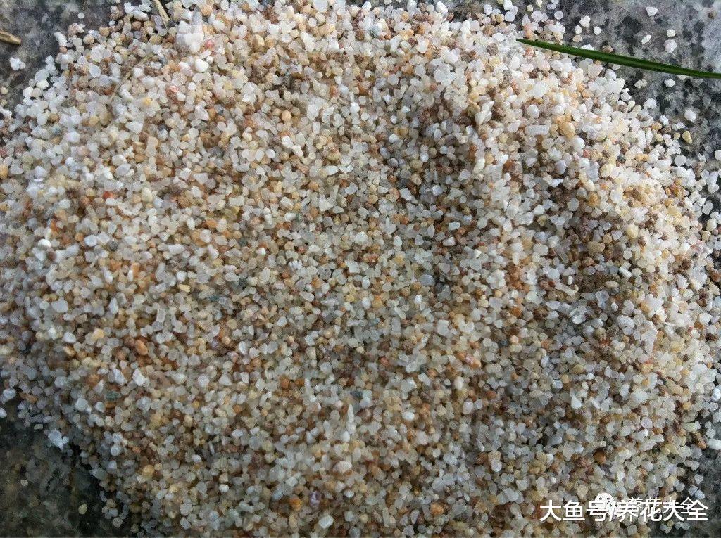 1把沙子撒盆里, 不黄叶不烂根, 根系呼呼冒, 小虫子都绕道走!