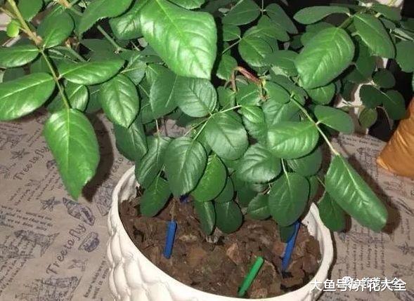 花浇水掌握不好? 一根筷子全解决!