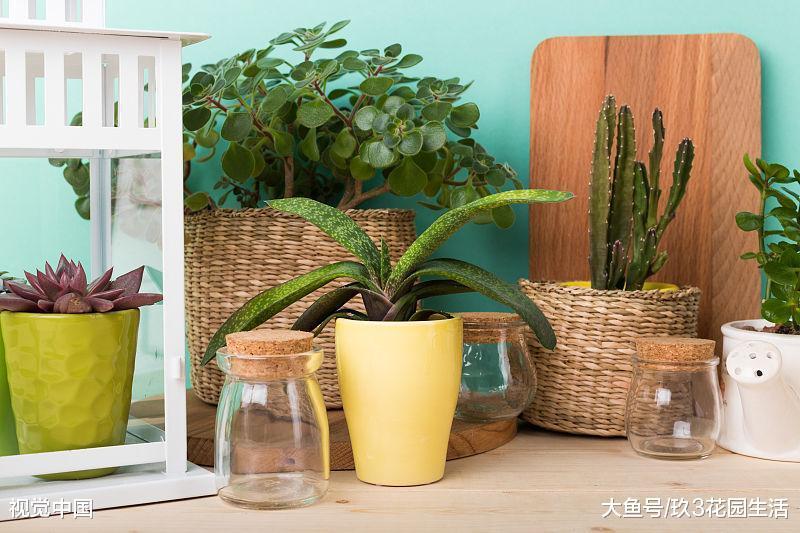 春季植物换盆需要注意的那些事儿