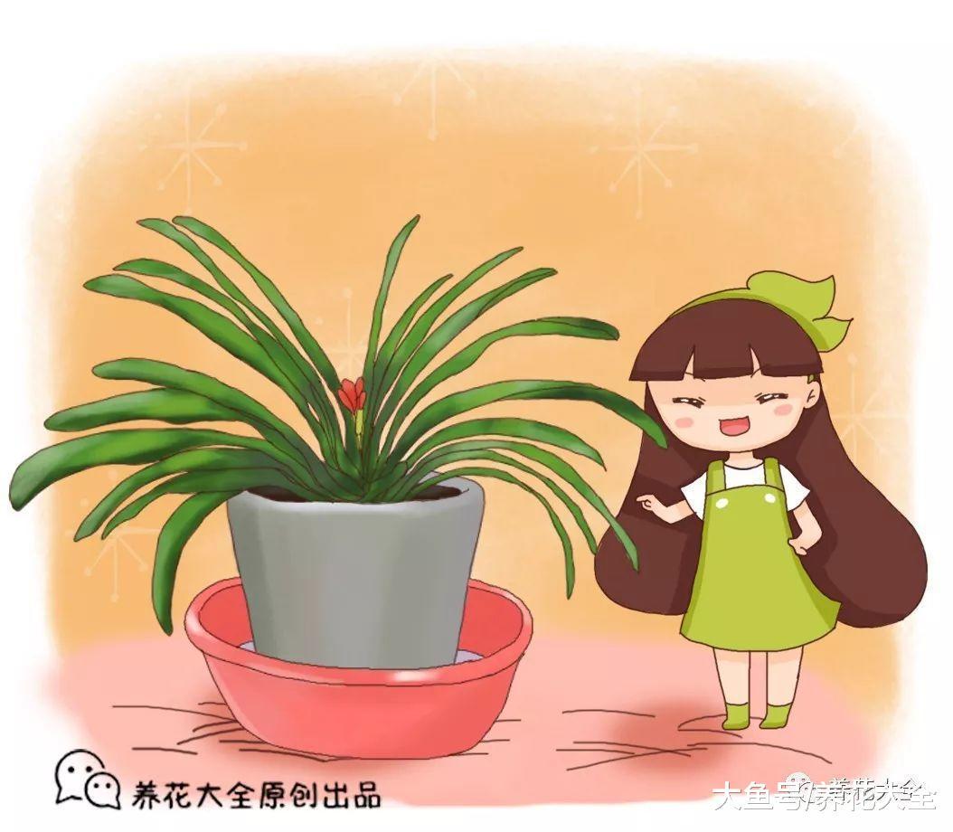 君子兰夹箭卡脖子? 1招把花拽出来, 花剑呼呼蹿!
