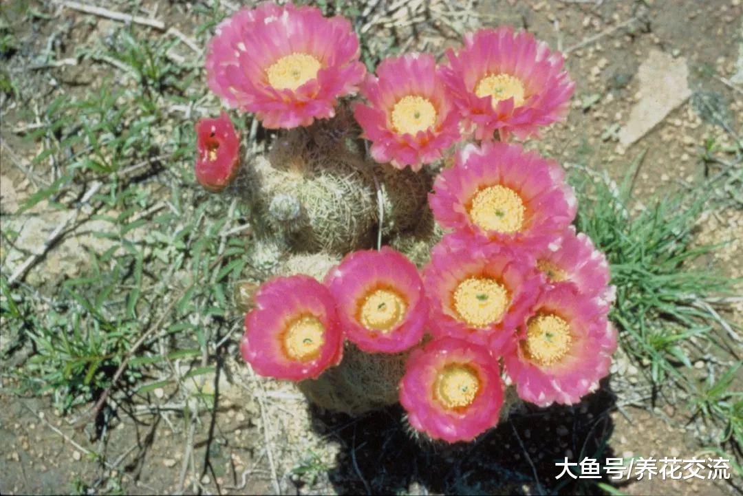 用这三种方法就能让你仙人掌盆栽开花了, 不用担心烂根、烂茎