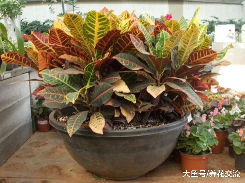 院子里彩虹一般的变叶木, 为什么人们再也不把它养在家里了?