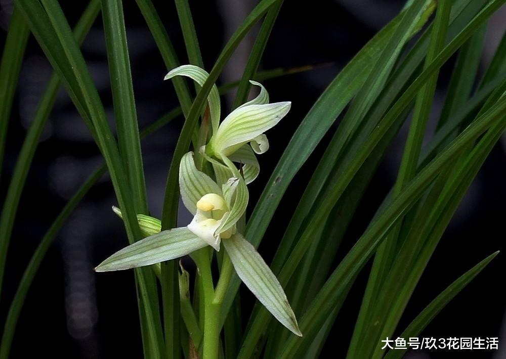 冬季养兰妙招: 通过提高水温来浇花