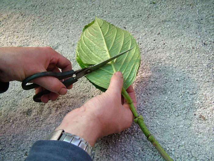 绣球花剪一段枝条插在土壤中就能生根, 不用两周根系长满盆