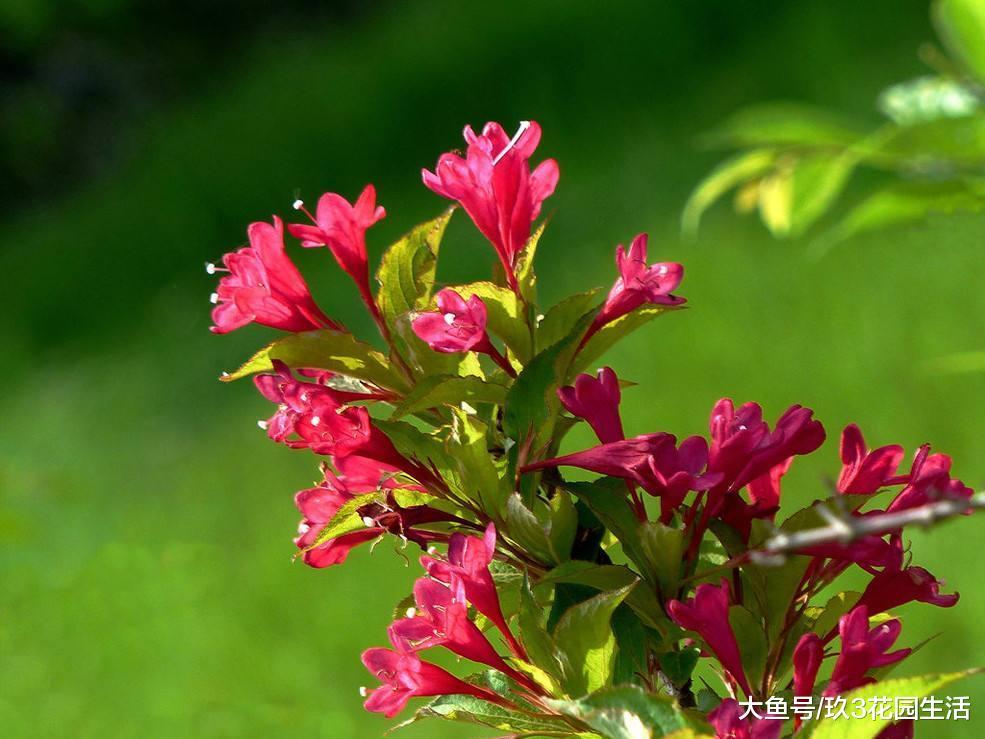 家居养花之五色海棠——锦带花