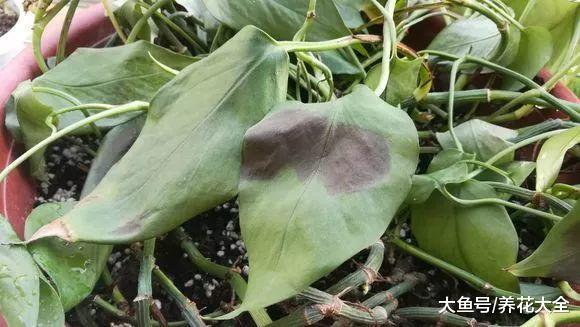 北浇淘米水, 南用草木灰, 用错了方法花死的更快!