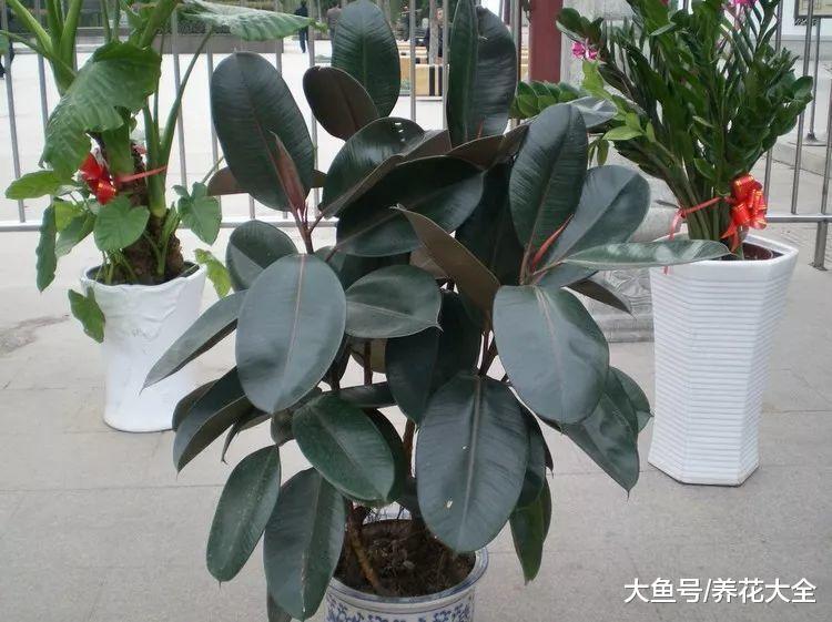 过年不吸二手烟! 摆盆这个, 让你摆脱尼古丁困扰