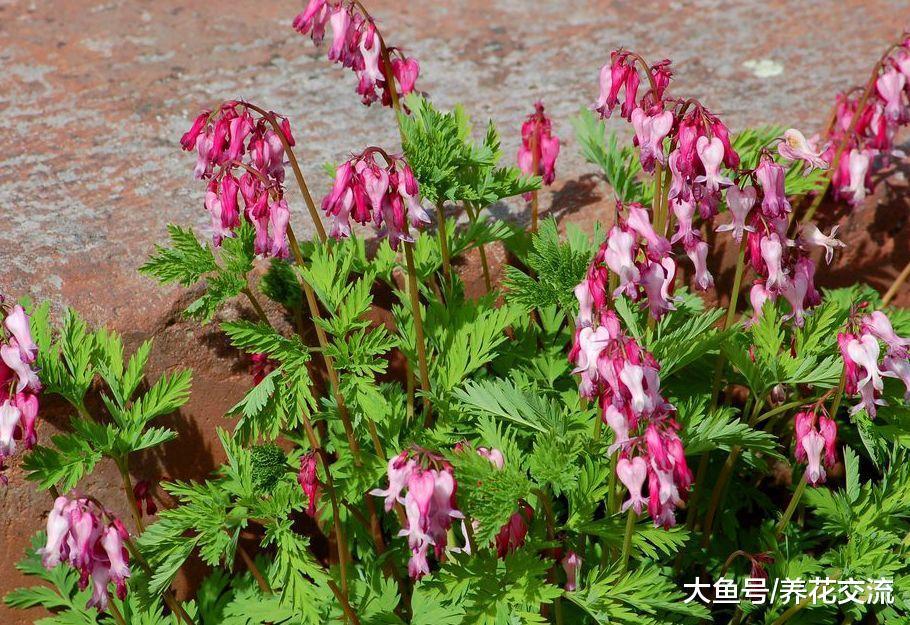 适合常年养在树荫下、背阴阳台的五彩植物, 比开花植物还好看