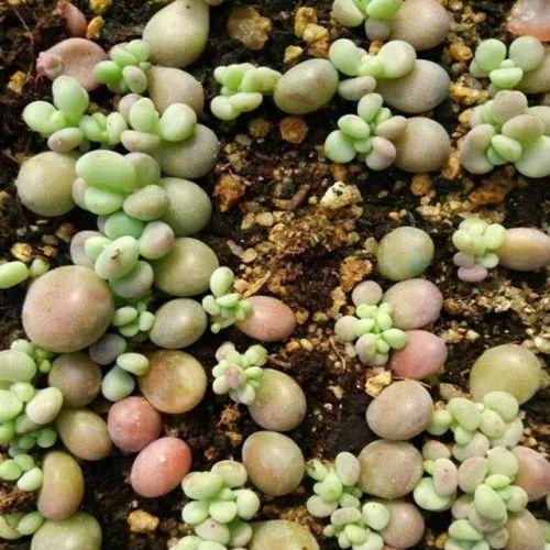 5步学会多肉扦插, 以后都不用买啦, 划算!