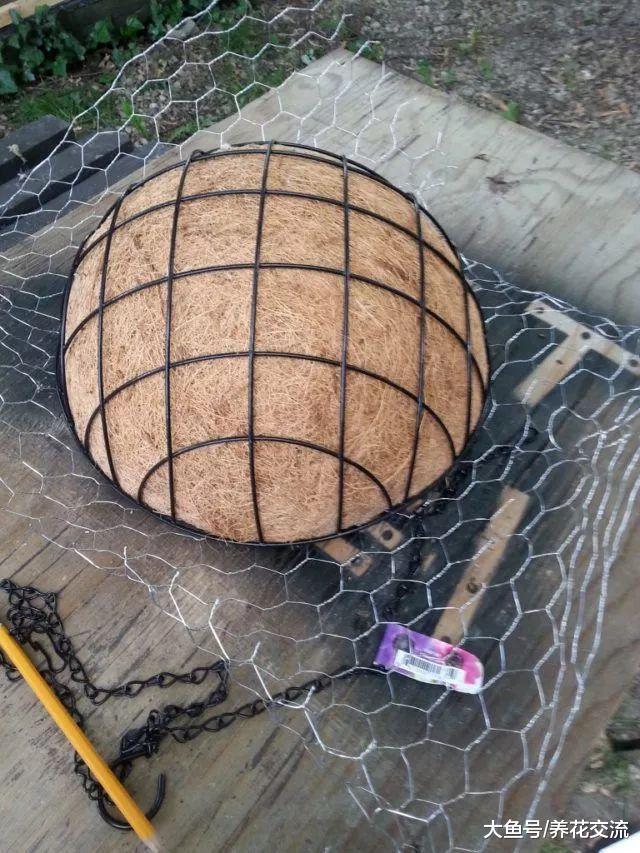 用棕榈盆和小陶盆种出一个乌龟多肉植物景观, 用长生草种着最好