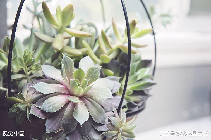 入手多肉植物的最佳时间