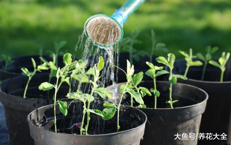 冬天这么浇水, 还嫌你的花死的慢?
