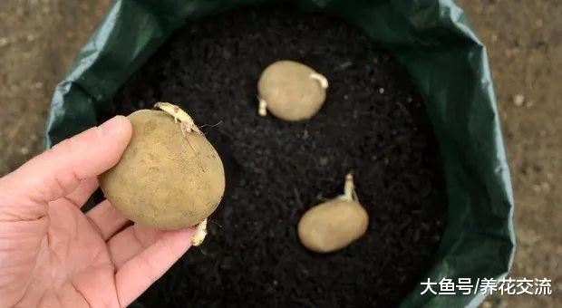 用塑料桶、塑料袋在家里种土豆, 掌握这种方法, 几个月收获满满
