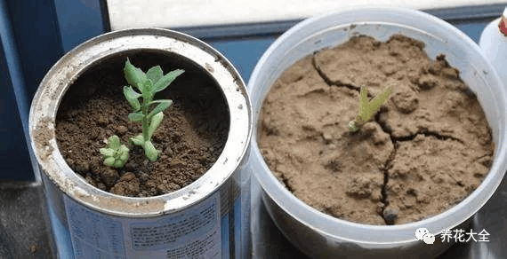 1根小吸管, 土壤板结再也看不见, 彻底解决黄叶烂根问题!