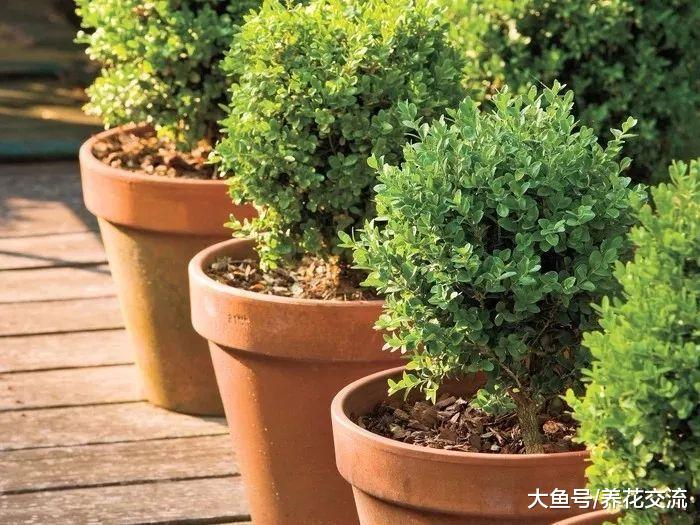 冬天养在室内耐寒的5种植物盆景, 半个月不浇水也没关系