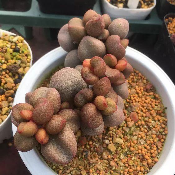 这个东西家家有, 随便往盆里扔一点, 多肉再也不烂根!