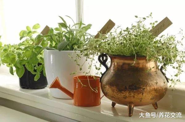 在花盆里种植香草长成一两米高, 用这七个方法就可以做到
