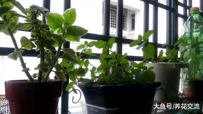 薄荷对人体的10大益处, 厨房、阳台都想要种上一盆