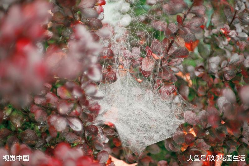 家庭养花中常见的植物虫害(一)