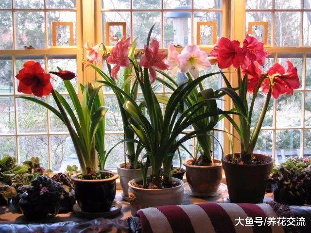 春节要在家里摆这8种花就很喜庆了, 花红叶绿, 看着就有新年气氛