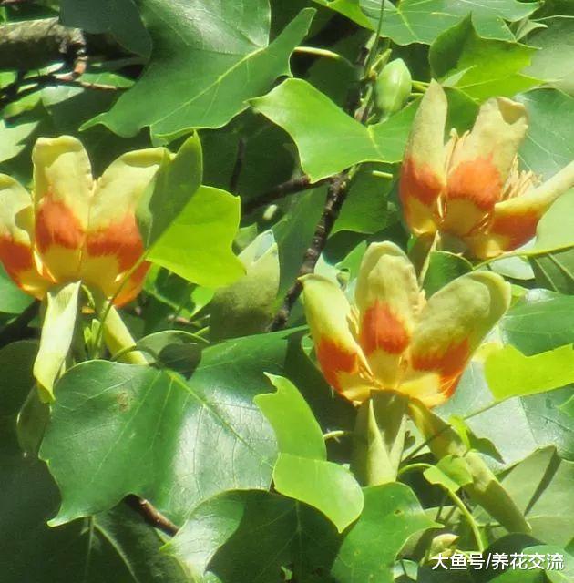 这种长得特瘦的树叶片能不断变色, 花朵长得像透明的郁金香