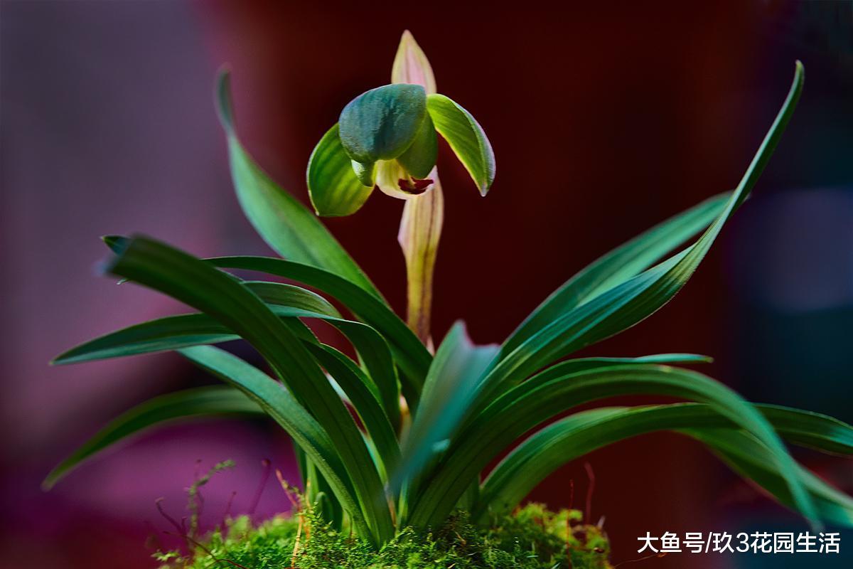 家庭中养兰花应该如何浇水?