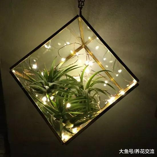 买来的空气凤梨注意这7个技巧, 养几年能长侧芽, 还能开出小花