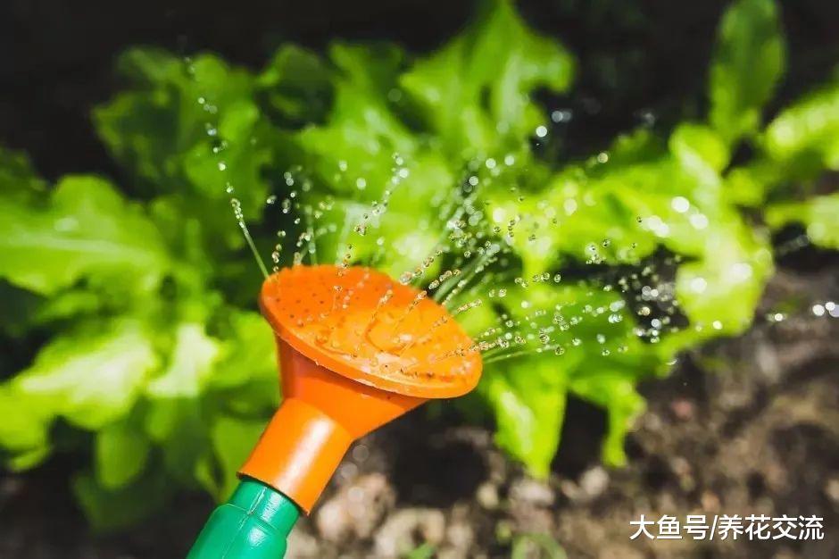 学会这5个种花秘诀, 各种花卉都能保持年年开花