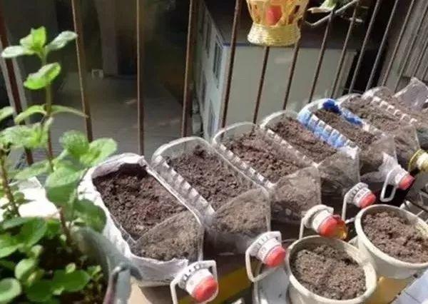 家里的空油桶别扔, 这样剪两刀, 呼啦啦就长出来一大片菜!