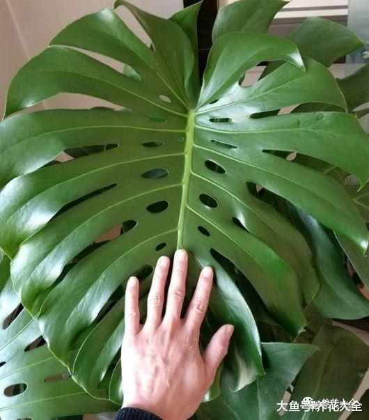 这5种花就喜欢水, 越浇越爆盆, 一缺水就蔫巴巴!