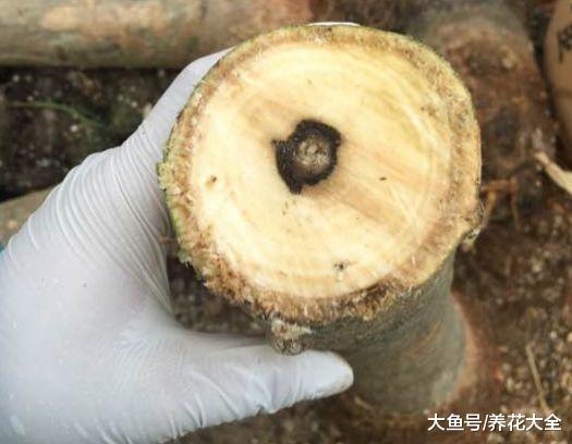 发财树黄叶快死了, 拦腰一刀切, 滴上两滴蜡, 新芽呼呼冒