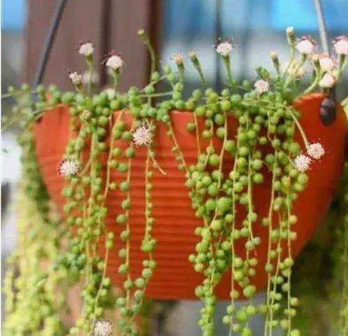 这些植物挂在窗台养, 让你拥有如梦浪漫的窗帘!