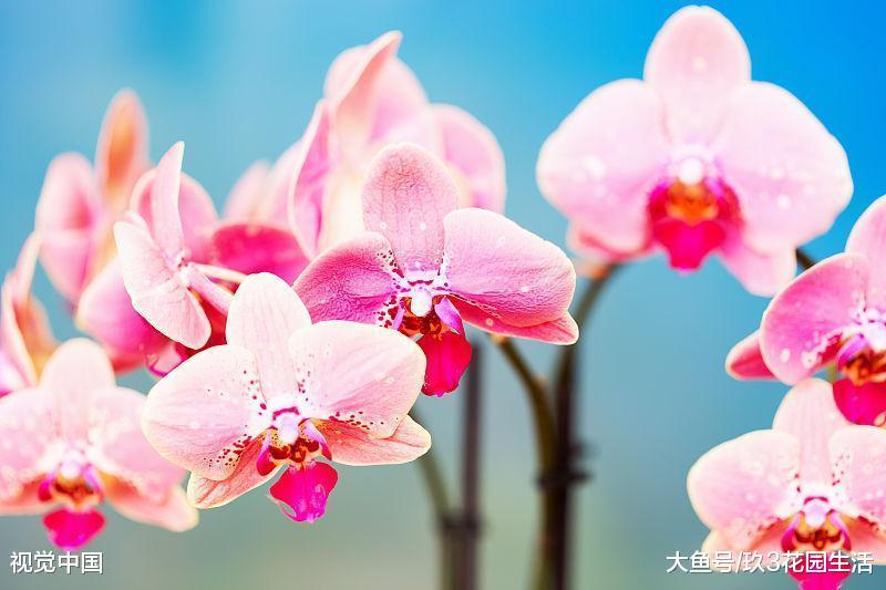 家居养花之年宵花卉销量冠军——蝴蝶兰