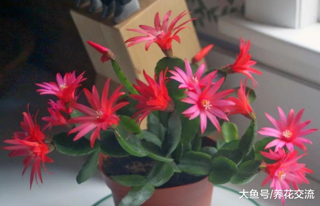 这种花经常被误认为是蟹爪兰, 花朵好看, 和仙人掌一样好养