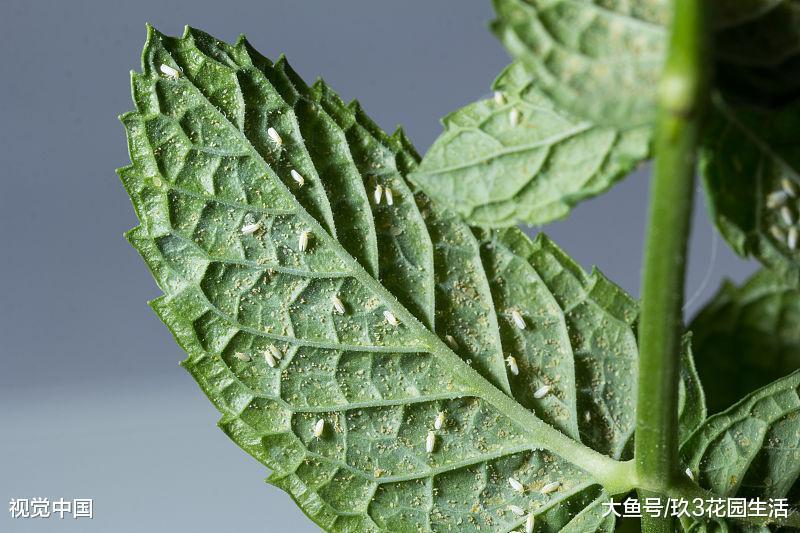家庭养花中常见的植物虫害(一)