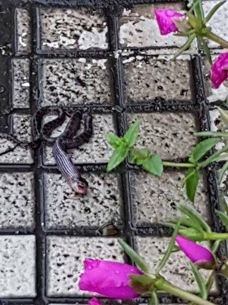 女子院中发现半米长黑粉色肉虫