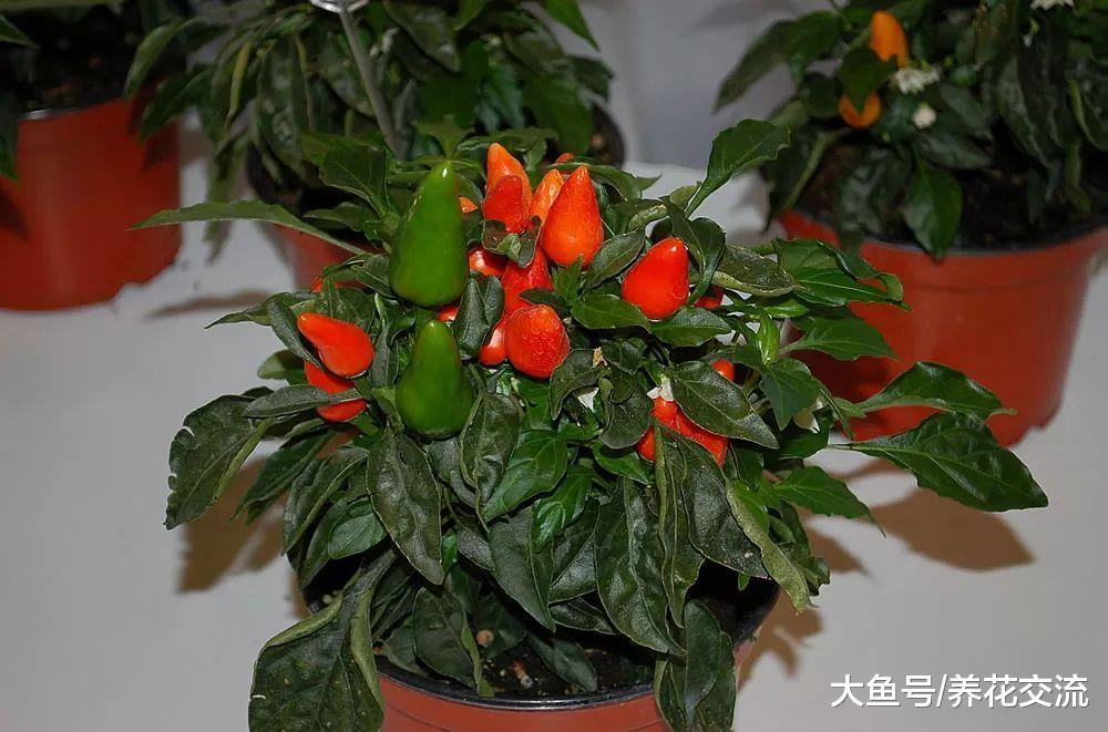 辣椒在花盆里播种繁殖, 掌握几个小技巧就能不断结果