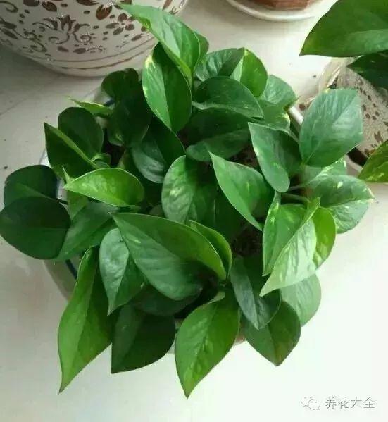 这花千万别花钱买, 剪个枝来扦插