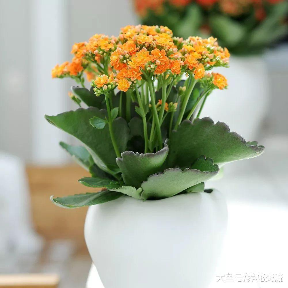 这7种室内盆栽植物养着半月都不浇水都能活, 你养了哪一种?