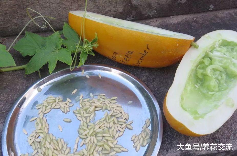 花卉、蔬菜的种子这样保存, 省下不少买花钱, 享受收获的乐趣