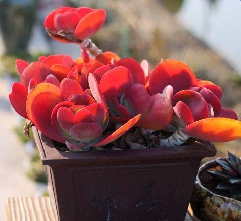 这7种红色多肉, 让你红红火火过新年