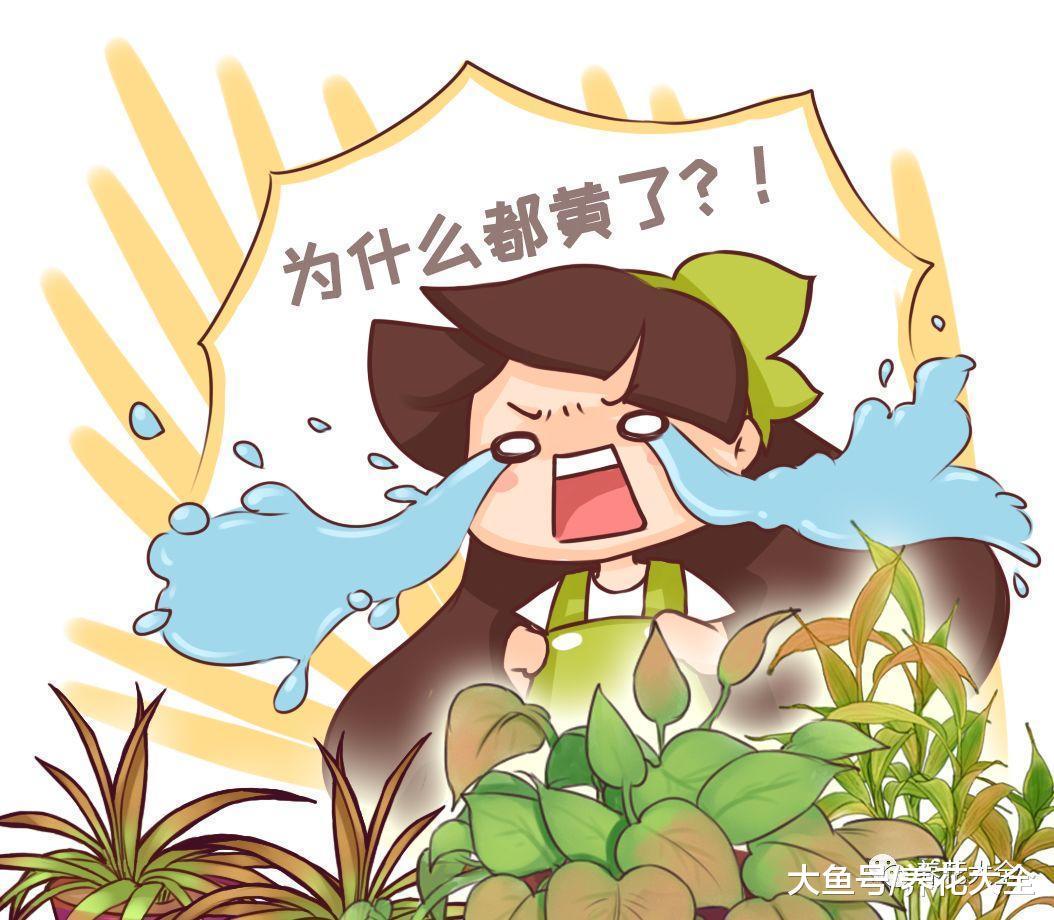 绿萝文竹总发黄? 只用这1招让它绿油油!