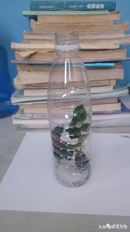 月季扦插方法大全, 只要学会一种, 就不怕没花养!