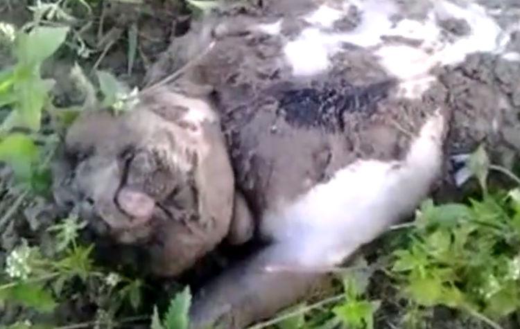 农村小伙在山上发现异样, 走近一瞧, 整个人都懵了