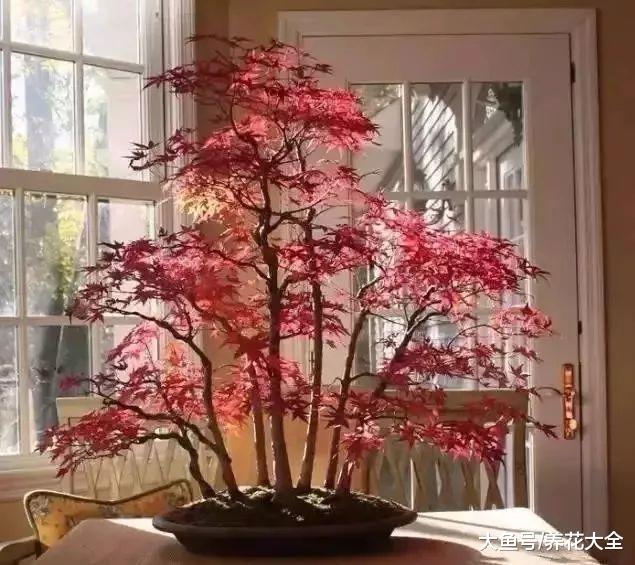 养棵盆景要10年? 只需一把剪刀, 就能养出好看的盆景!