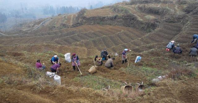 农村里常见的农作物, 一斤可卖300元, 农民称它为摇钱树