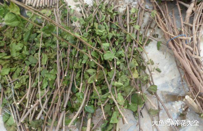 1把沙子撒盆里, 不黄叶不烂根, 根系呼呼冒, 小虫子都绕道走!